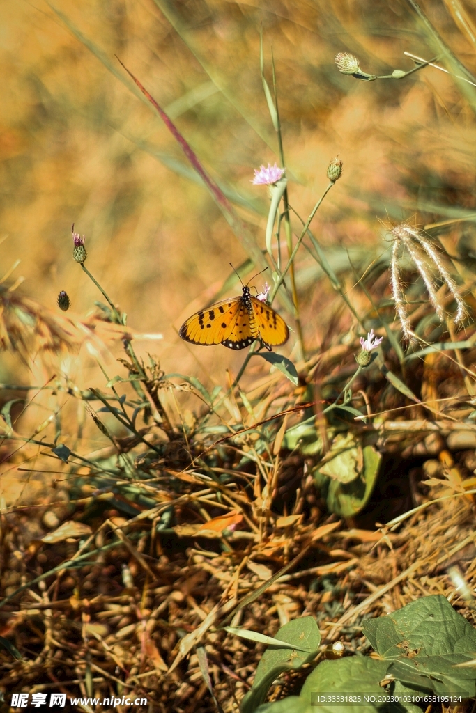 蝴蝶