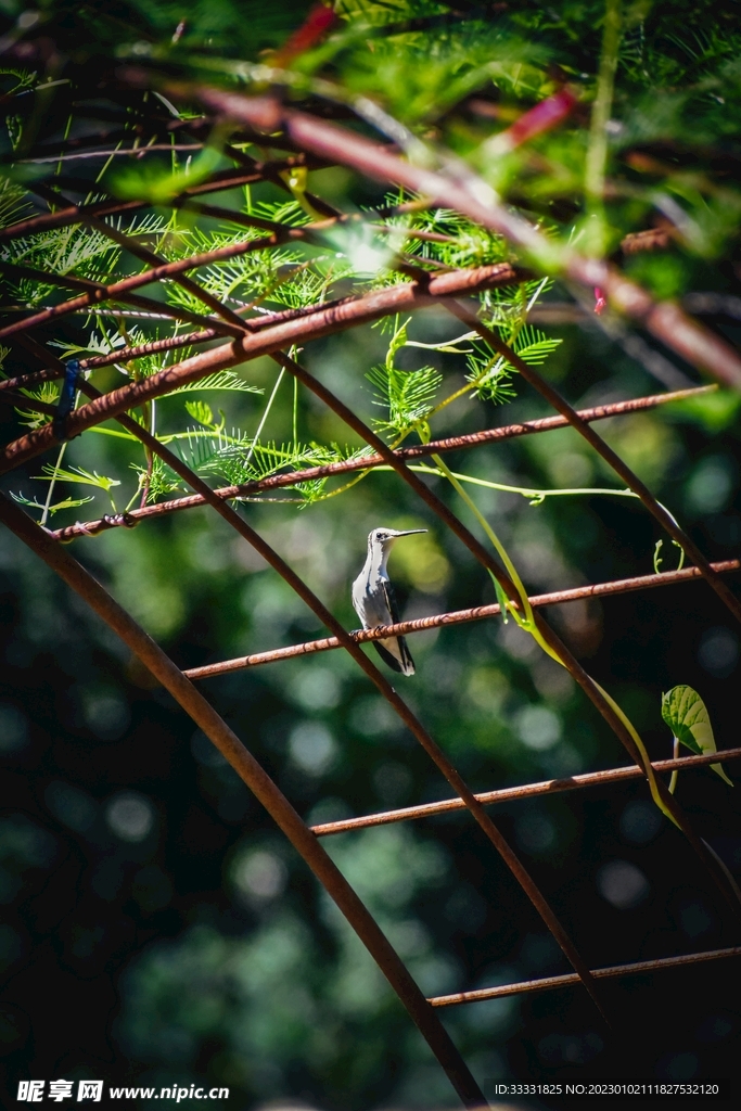 蜂鸟