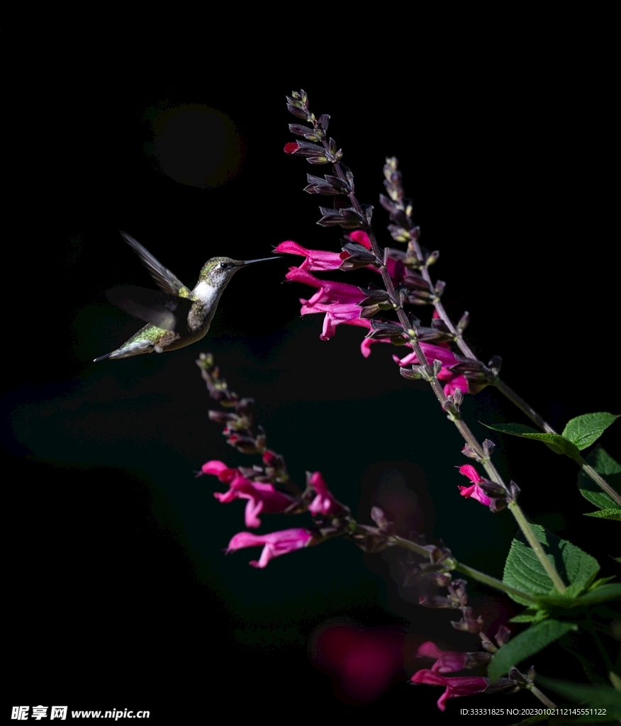 蜂鸟