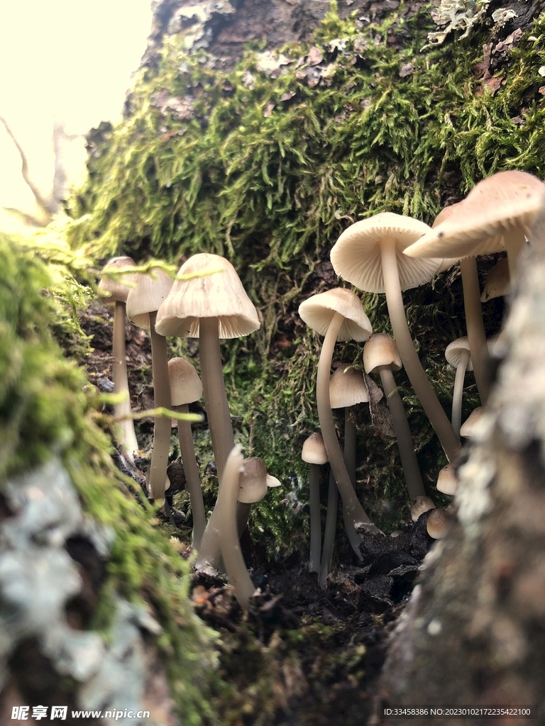 蘑菇