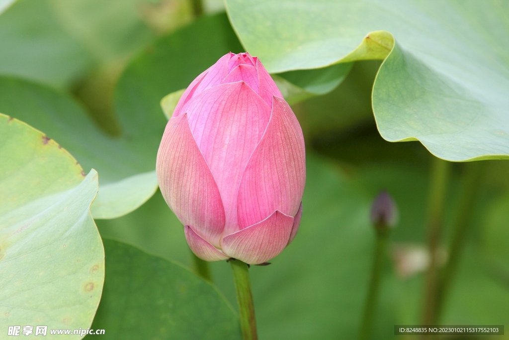 莲花