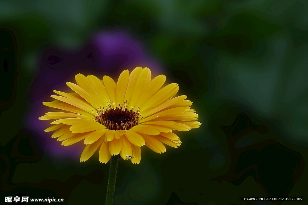 花