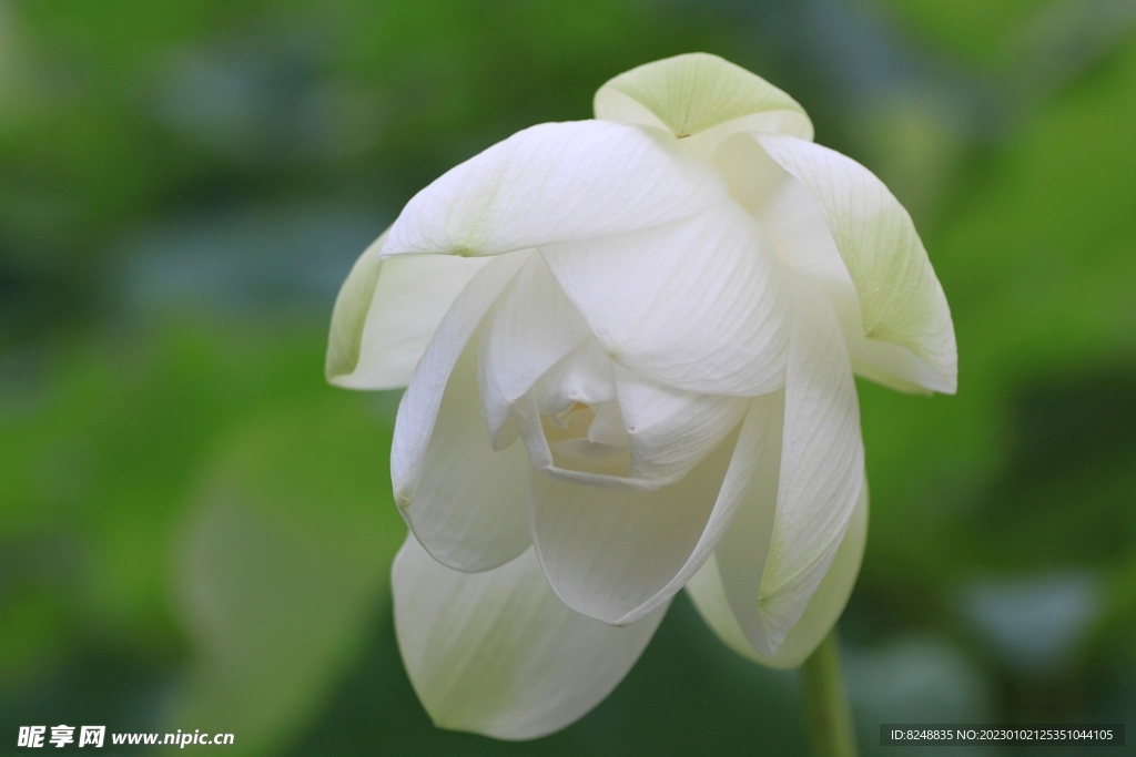 莲花