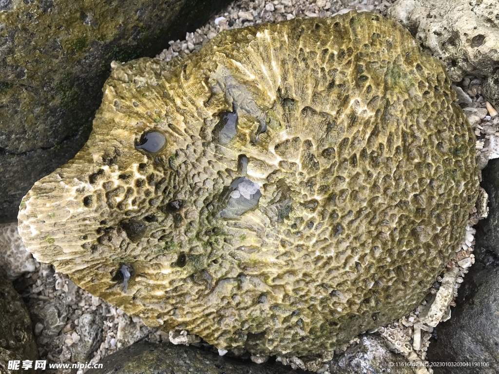 海边石头珊瑚礁