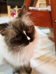布偶猫