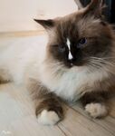 布偶猫