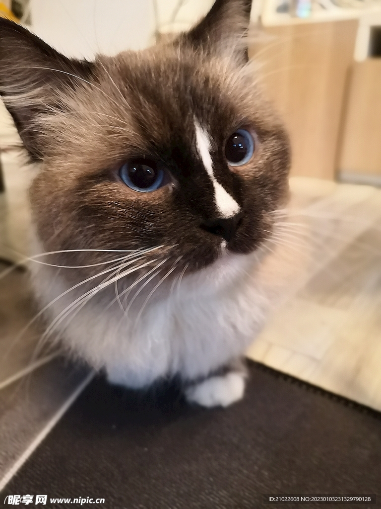 布偶猫