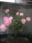 月季花