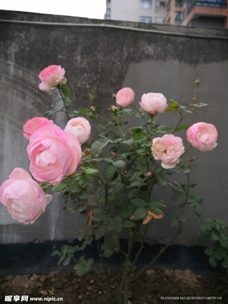 月季花