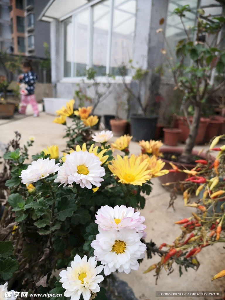 菊花