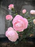 月季花