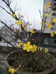 迎春花