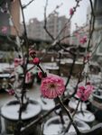 梅花