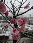 梅花