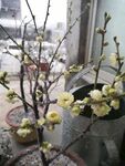 梅花