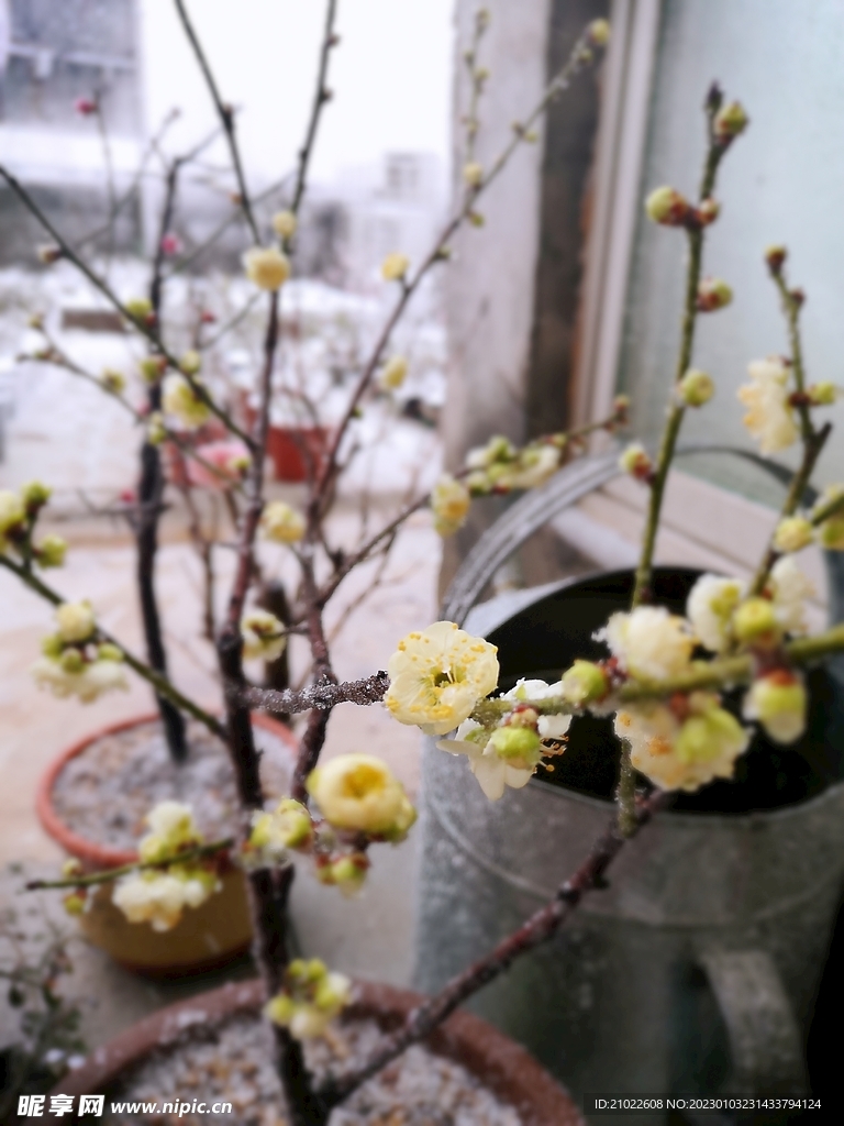 梅花 