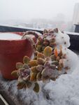 雪中的多肉植物