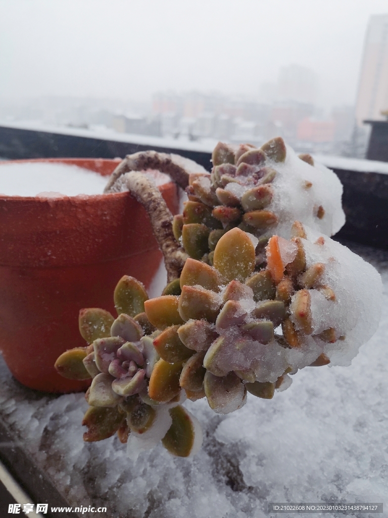 雪中的多肉植物