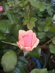 月季花