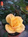 月季花