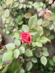 月季花