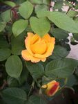 月季花
