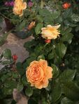 月季花