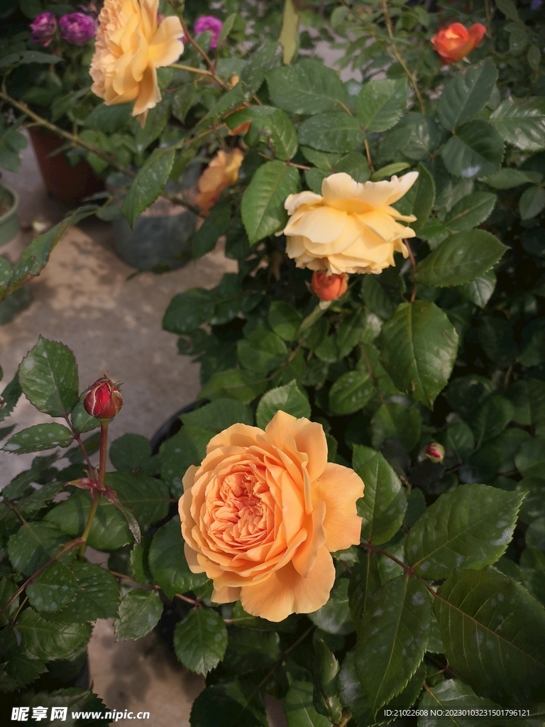 月季花