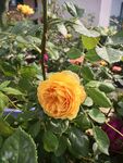 月季花