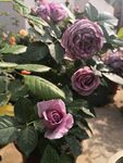月季花