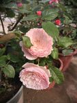 月季花