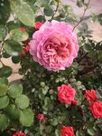 月季花