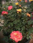 月季花