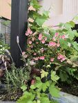 木槿花