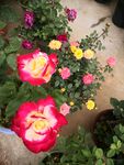 月季花