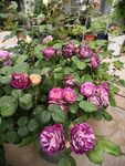 月季花