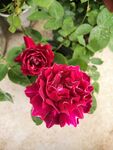 月季花
