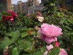 月季花