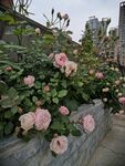 月季花