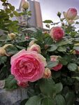 月季花