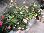 月季花