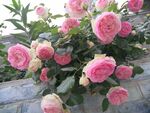 月季花