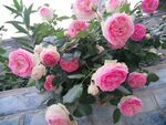 月季花