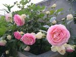 月季花