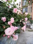 月季花