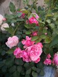 月季花