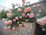 月季花