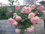 月季花