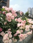 月季花