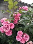 月季花玫瑰花